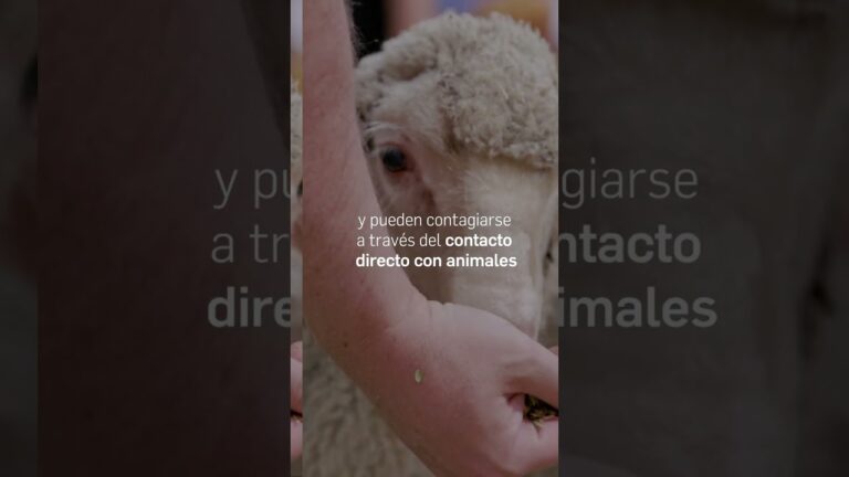 La importancia de la higiene en la prevenci&oacute;n de toxoplasmosis