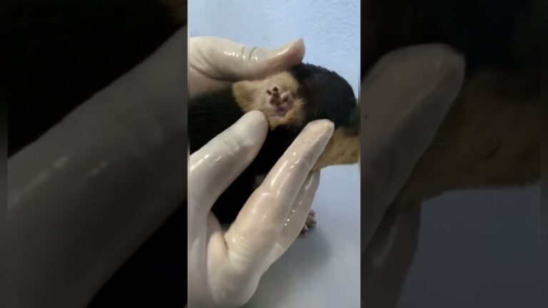 Todo sobre el uso de fipronil para perros