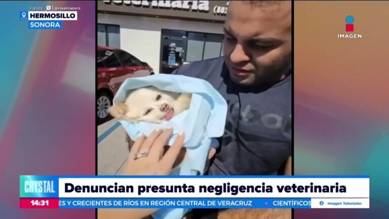 Tragedia en cl&iacute;nica veterinaria de Sonora; perro muere durante procedimiento dental.