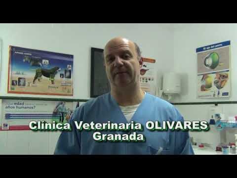 Gu&iacute;a completa sobre el calcin para perros: beneficios y usos