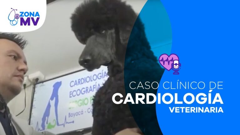 Beneficios de Pimobendan 2.5 mg en el Tratamiento de Enfermedades Card&iacute;acas