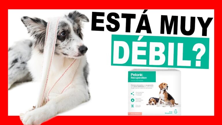 Recuperaci&oacute;n eficiente de perros enfermos