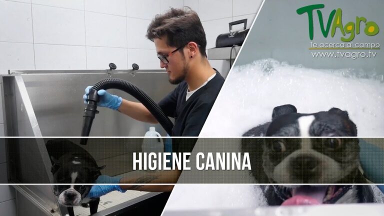 La importancia de la higiene en el cuidado de la piel de las mascotas