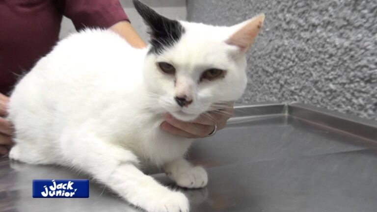 Avances en la evoluci&oacute;n de la leucemia felina