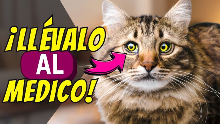 H&iacute;gado para gatos: el superalimento imprescindible