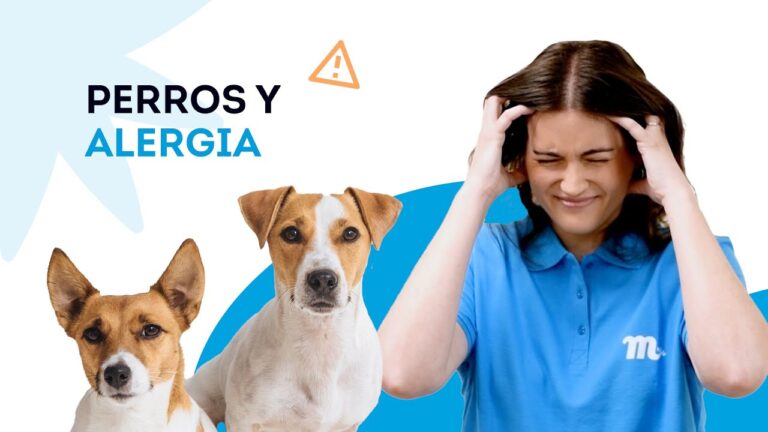 Gu&iacute;a para tratar alergias cut&aacute;neas en perros