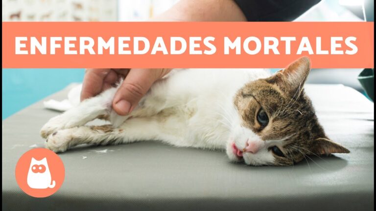 Prevenci&oacute;n de enfermedades contagiosas en gatos