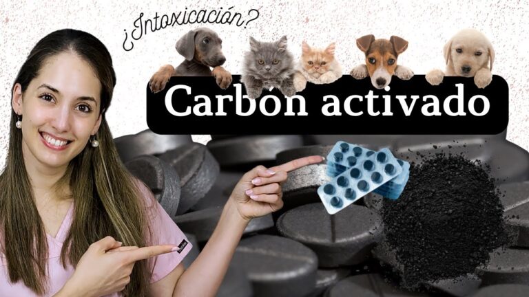 Beneficios del carb&oacute;n activado para perros