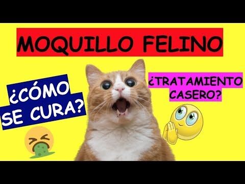 Tratamiento eficaz para el moquillo felino