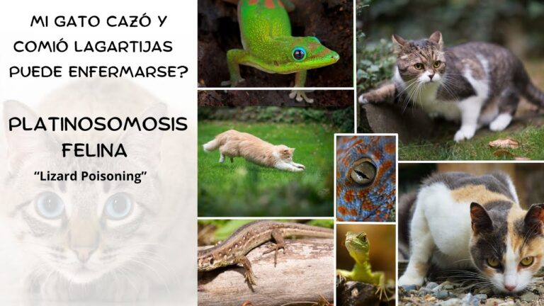 Prevenci&oacute;n de toxoplasmosis en casa