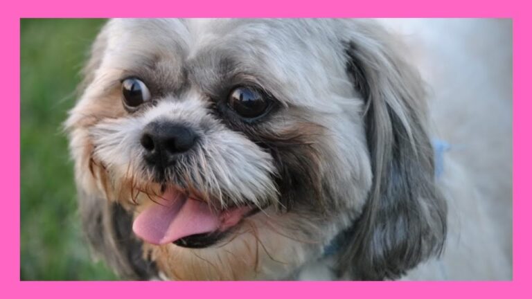 Gu&iacute;a de precios para cachorros Shih Tzu