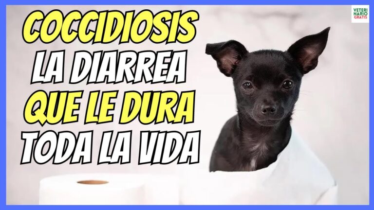 Coccidia en perros: s&iacute;ntomas, tratamiento y prevenci&oacute;n