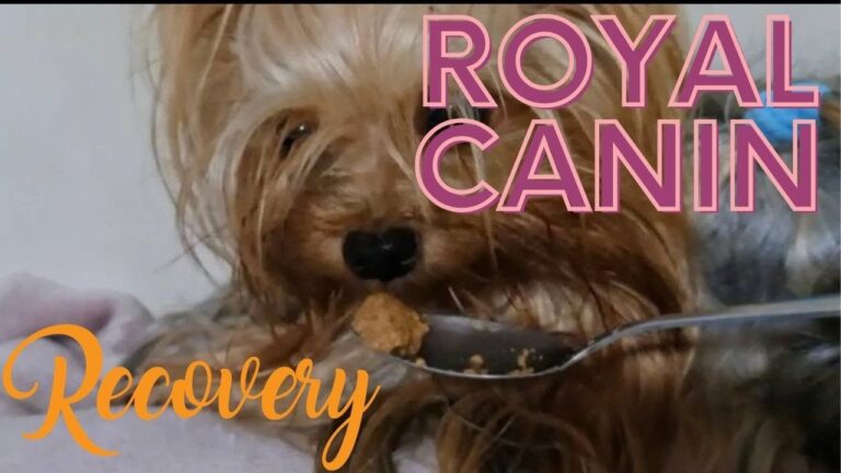 Gu&iacute;a de Alimentaci&oacute;n Real Canin Recovery para Mascotas Enfermas