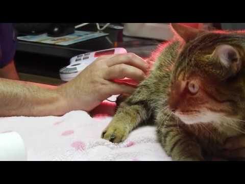 Rehabilitaci&oacute;n de gatos enfermos: Gu&iacute;a completa