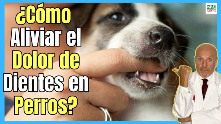 Tratamientos dentales para mascotas: Gu&iacute;a completa