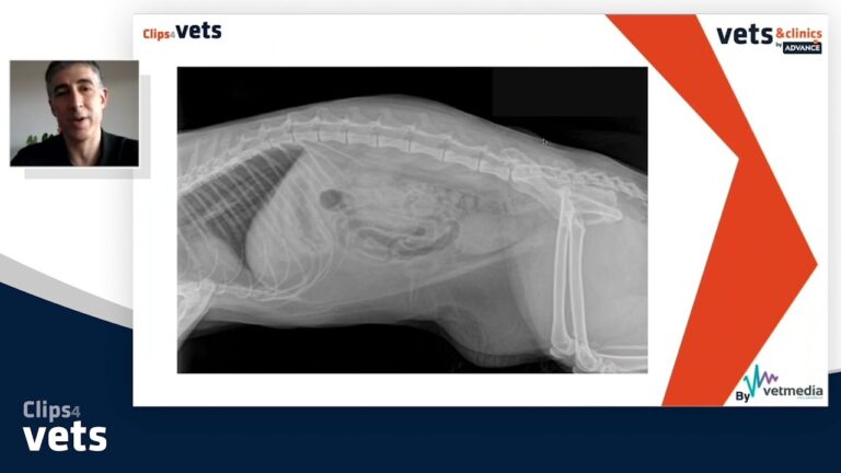 Todo sobre las infecciones del tracto urinario en gatos