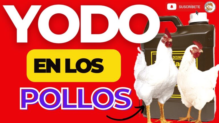 Gu&iacute;a completa del yodo veterinario: usos y beneficios