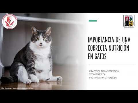 Promoci&oacute;n de la salud felina: Consejos clave para cuidar a tu gato