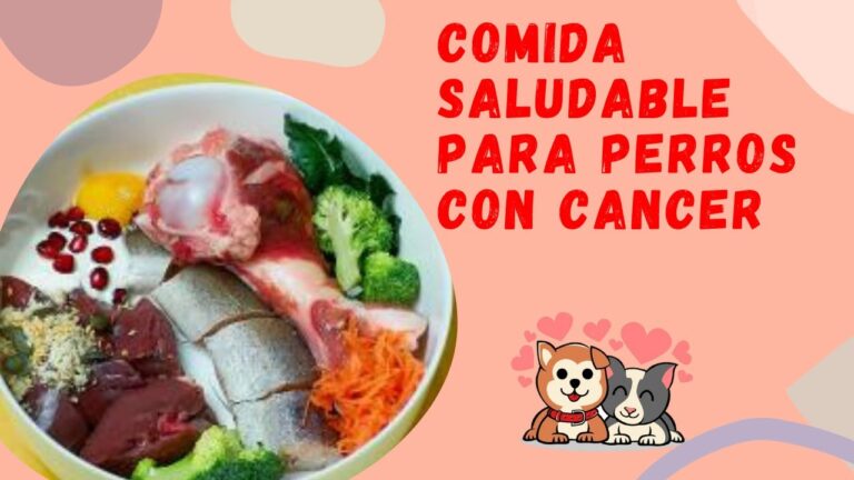 Alimentaci&oacute;n especial para perros con c&aacute;ncer