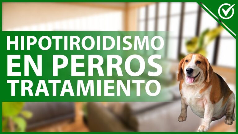 Tratamientos alternativos para el hipotiroidismo en mascotas