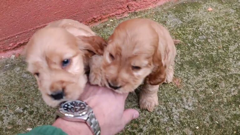 Gu&iacute;a de precios del perro Cocker