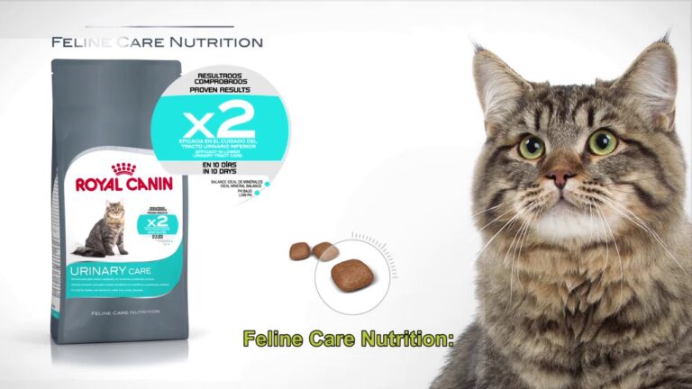 Gu&iacute;a de Royal Canin Urinary SO para gatos