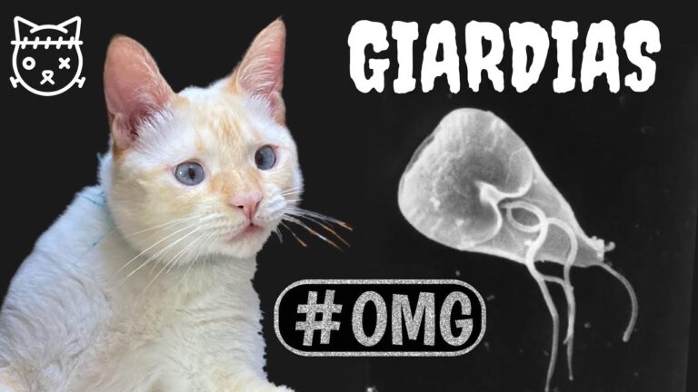 Giardia en gatos: S&iacute;ntomas, tratamiento y prevenci&oacute;n