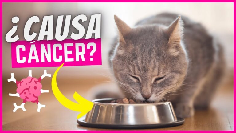 Factores de Riesgo de C&aacute;ncer en Gatos