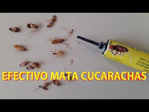 Veneno para cucarachas peque&ntilde;as: Gu&iacute;a de productos efectivos
