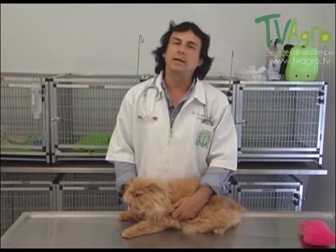 Enfermedades digestivas frecuentes en gatos
