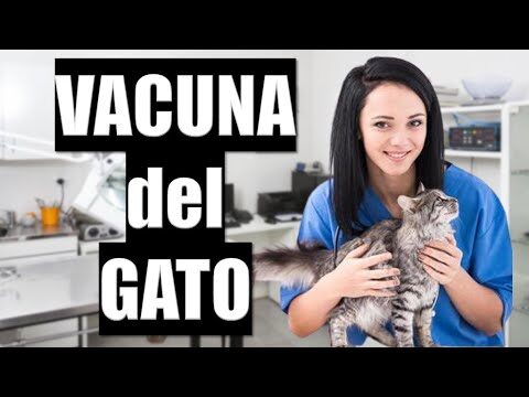 Importancia de la vacuna triple viral felina