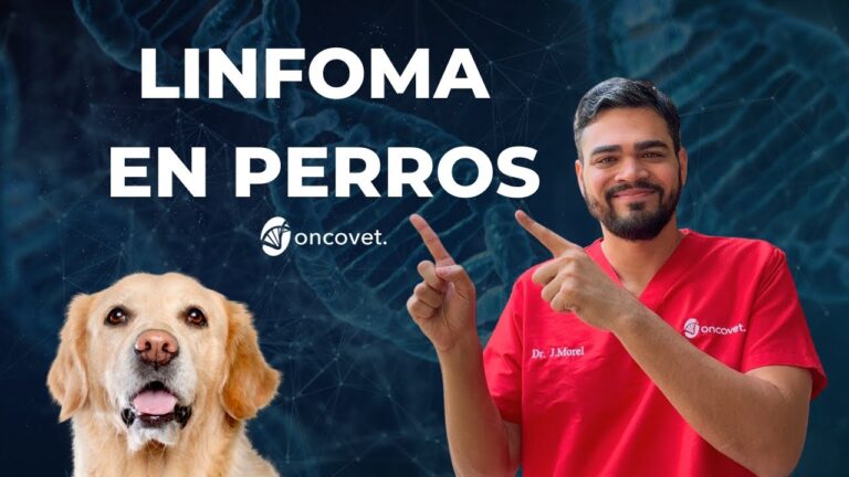 Pron&oacute;stico de vida en perros con c&aacute;ncer: &iquest;Qu&eacute; esperar?