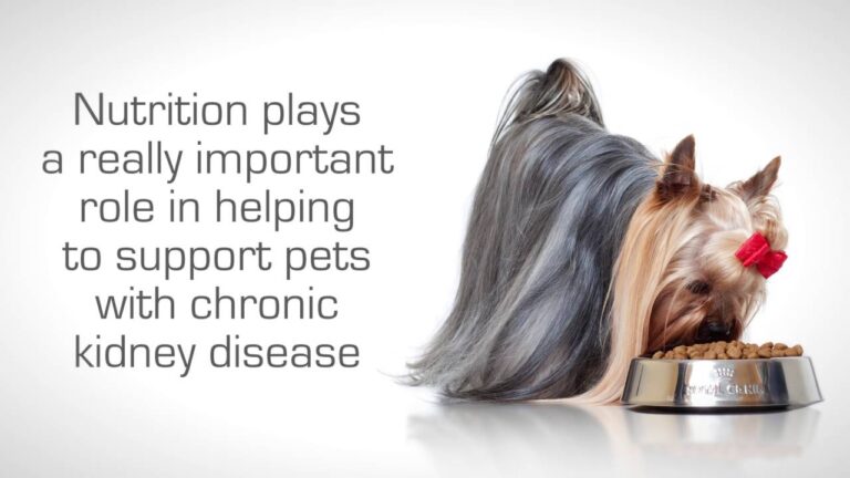 Apoyo renal con Royal Canin: Optimizando la salud de tu mascota