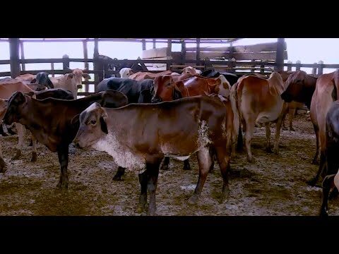 Usos y beneficios del Imizol: &iquest;Para qu&eacute; sirve?