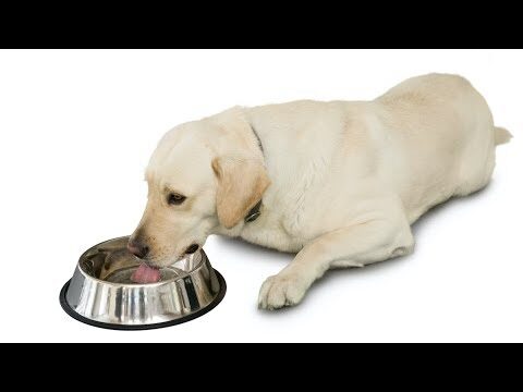Enfermedades renales en perros y gatos: Gu&iacute;a completa