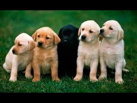 Enfermedades del tracto urinario en perros: Gu&iacute;a completa