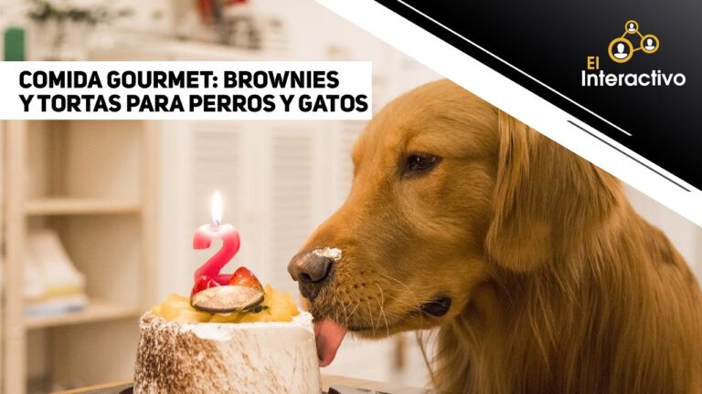 Consejos para un sistema digestivo saludable en gatos