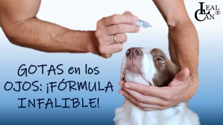 Colirio Zoo: Todo sobre las Gotas Oft&aacute;lmicas