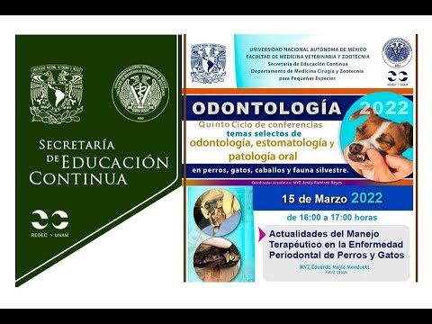 Enfermedades periodontales en mascotas: perros y gatos
