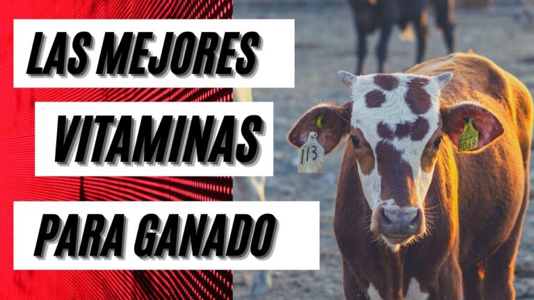 Mejores vitaminas para ganado bovino