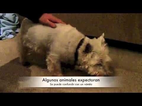 Gu&iacute;a completa sobre las tos de perreras