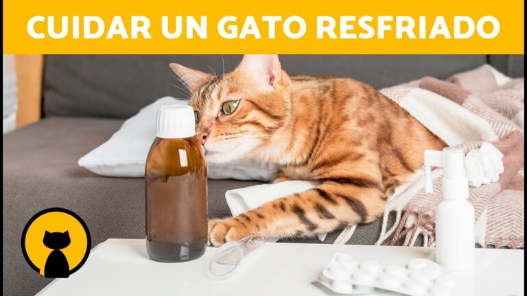 Cuidados en Casa para Gatos con Moquillo | Actualizado octubre 2024