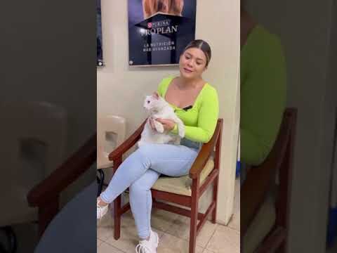 Albendazol para gatos: gu&iacute;a completa de uso y dosificaci&oacute;n