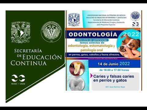 Caries en perros y gatos: Prevenci&oacute;n y tratamiento