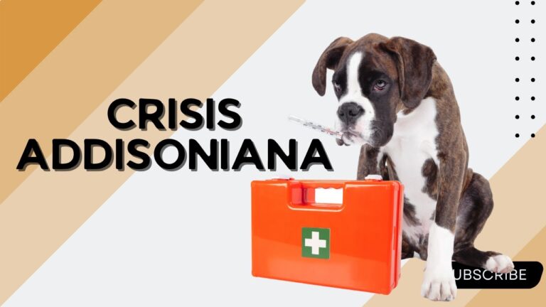 Insuficiencia adrenal en perros y gatos: Causas y tratamientos