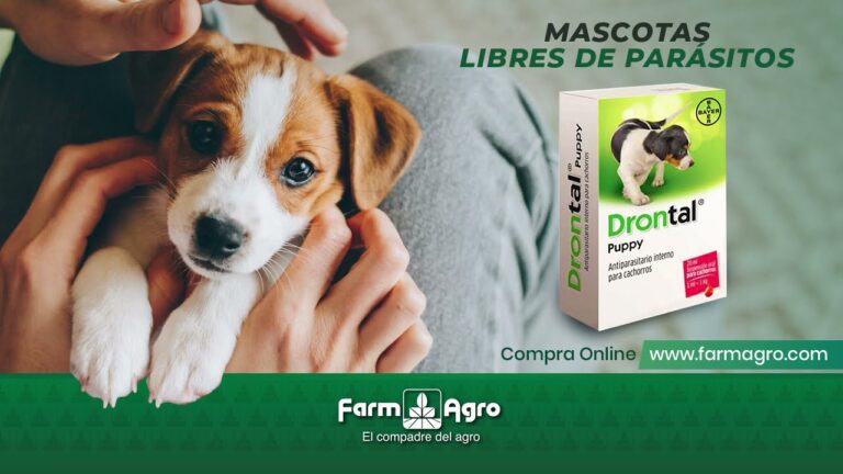Dosis &oacute;ptima de Drontal para cachorros