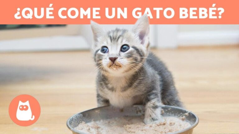 Guía de Purina para gatitos: Consejos para cuidar a los gatos bebés
