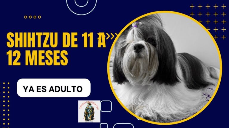 Gu&iacute;a completa para cuidar de un Shih Tzu adulto