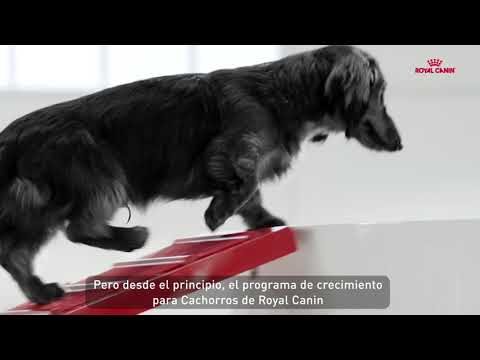 Guía completa de Royal Canin para perros