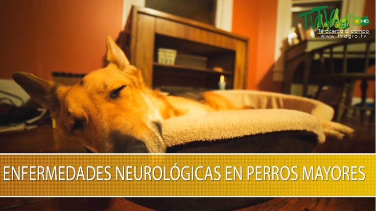 Enfermedades Neurol&oacute;gicas en Perros